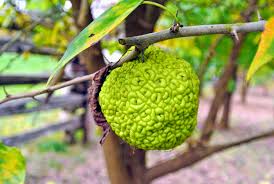 What are you doing that for? The Osage Oranges At My Farm The Martha Stewart Blog