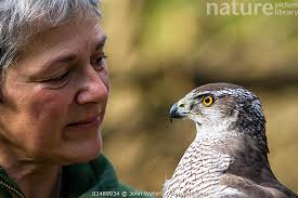 Stock photo of Professional bird handler and trainer Rose Buck holding  adult female…. Available for sale