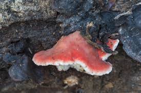 Image result for Merulius incarnatus