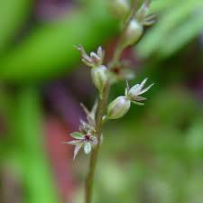 Image result for Nesaea cordata