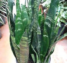 This plant can take bright light or low light, as long as it is not made to sit in direct sunlight. Snake Plant Ig 020 In North Wales Pa The Rhoads Garden