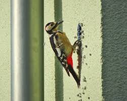 Woodpecker pecking hole on house is stopped with giant spider. What Siding Is Woodpecker Resistant Stateline Exteriors