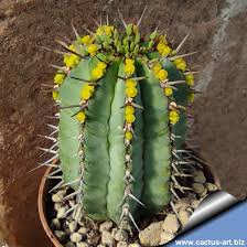 Image result for Euphorbia espinosa