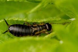 Gardening & landscaping stack exchange is a question and answer site for gardeners and landscapers. The Herb Gardener Battling Earwigs In The Garden Earwigs Garden Insects Garden Pests
