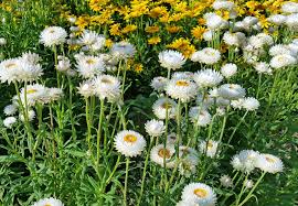 Image result for Helichrysum asperum