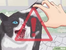 Here we have a cat drumming to iron maiden 😈. 3 Ways To Catch A Stray Cat Wikihow