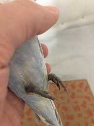 muhabbet kusum cok hasta bir parmagini kaybetti ayaklarini kaybediyor ne yapabilirim muhabbet kusu forumu muhabbetkusu com tr