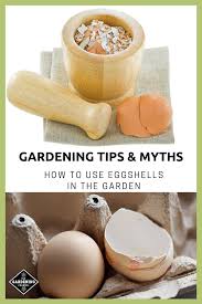 For a fine powder, put in a blender or food processor. How To Use Eggshells In The Garden Tips And Myths Gardening Channel