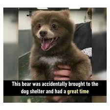 Pin By Stella Victoria Populi On Memes Cute Baby Animals Cute Animals Funny Animal Pictures