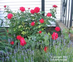 You can also create your own superhero battles. Clair Matin Rose The Rose Journal