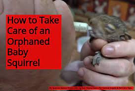 When do squirrels have litters? How To Take Care Of A Baby Squirrel Pet Central Pet Central Supply Pet Care Tips