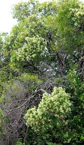 Image result for Apodytes dimidiata