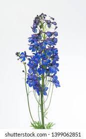 Delphinium Belladonna Flower Quotes Best Flower Wallpaper
