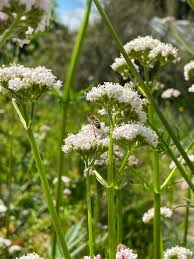 Image result for Valeriana