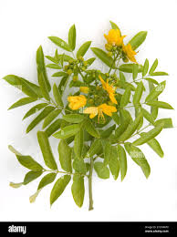 Image result for Senna tora