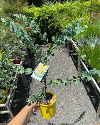 Image result for Acacia podalyriifolia