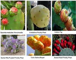 Click to see full answer. 13 Edible Prickly Pear Varieties And Taste Profile Luv2garden Com Pear Varieties Prickly Pear Cactus Fruit