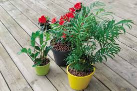 How many pebbles do i need for my garden. Clay Pebbles Many Functions For Gardening