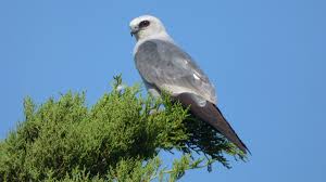The fastest bus normally takes 30h 45m. Mississippi Kite Audubon Field Guide