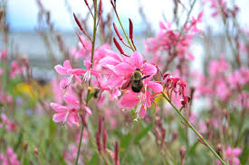 Maybe you would like to learn more about one of these? Top 10 Pollinator Friendly Plants Fairview Garden Center