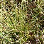 Image result for Abildgaardia ovata