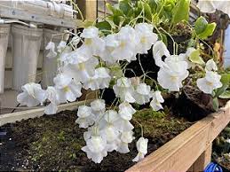 Image result for Utricularia arenaria