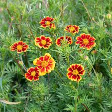 Image result for Tagetes patula