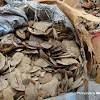In our expert pangolin guide, learn about the world's only scaled mammal, how many species there are, and why they are threatened with extinction. 3