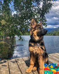 Comment Eduquer Son Chien En Seulement 15 Mins Par Jour Petohaku A Pour But De Vous Donner Tou German Sheperd Dogs German Shepherd Dogs Cute Dogs And Puppies