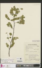 Image result for Rourea coccinea