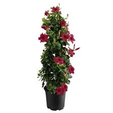 Mandevilla care location and soil. Foliera 11 Inch Merlot Small Leaf Mandevilla Tropical Vine On Trellis The Home Depot Canada