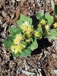 Image result for Alternanthera pungens