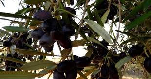 صفاقس اسعار الزيتون بسوق قرمدة لهذا اليوم inspiration daily dose