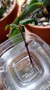 Pin On Gardening