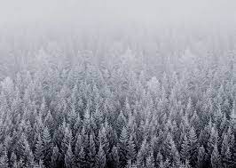 Snow Forest Desktop Wallpaper Art Mac Backgrounds