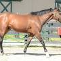 Profile Picture of NICANOR - Old Friend Equine (@oldfriendsequine.org) on Google
