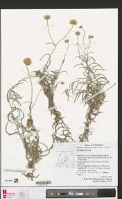 Image result for Antopetitia abyssinica