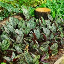 Image result for calathea