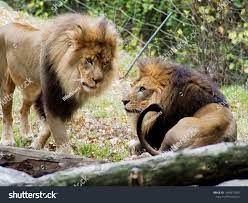 Portrait Of A Lion In The Bronx Zoo Observing Its Habitat Leon Locked In A Well Kept Zoo Lions From Africa Animal Life Wild Wildlif In 2020 Bronx Zoo Zoo Habitats