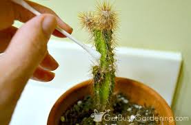 How to treat a mealybug infestation. How To Get Rid Of Mealybugs On Your Houseplants For Good