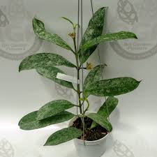 Image result for hoya multiflora