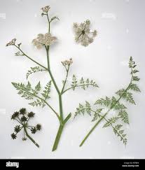 Image result for Oenanthe