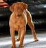 Dogue De Bordeaux Puppies For Sale | Pets4You