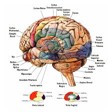 Image result for Cerebral Subcortex