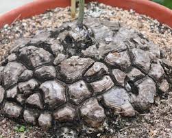 Image result for Dioscorea quartiniana