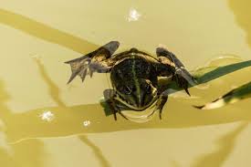 Ein naturschutzgebiet ist die stärkste großräumige schutzkategorie. Wernauer Baggerseen Naturschutzgebiet Im Westentaschenformat