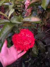 There are more than 400 varieties, and when they bloom, they feature a wide range of colors that can transform any garden. Ixora Super King Red Vintage Green Farms With Tom Piergrossi