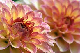 Free Image On Pixabay Dahlias Flowers Macro Close Up Fotografi