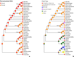 Image result for Lepidotrichilia