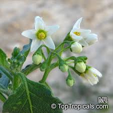 Image result for Solanum sp. A